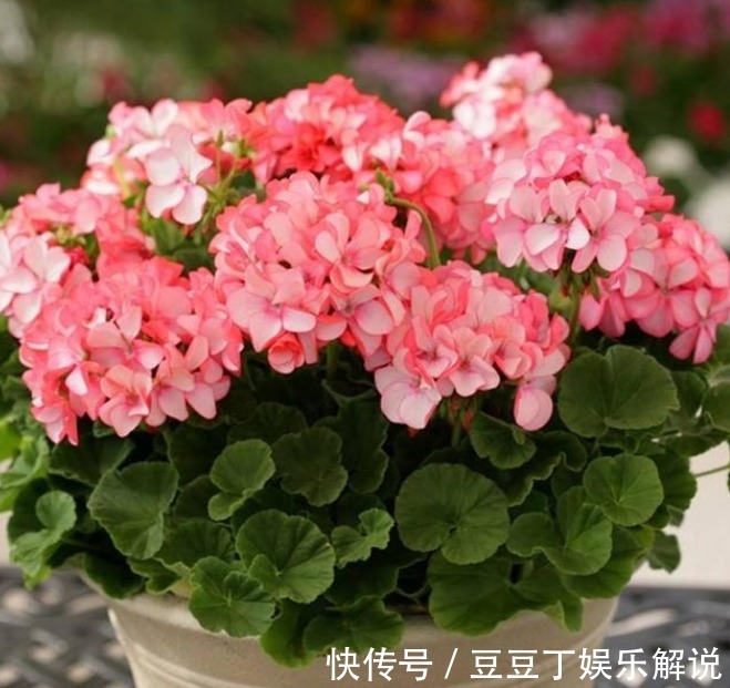“5种花”赶快养起来,一年四季成“花海”,天天有花赏!