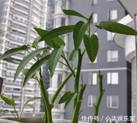 采摘|3种吃剩的“菜杆子”,丢土里,长成一片“绿萝”,3天采摘一大盆