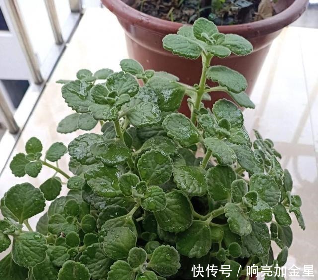 家里碰碰香没味道那是这4点没做好,不然香飘满屋!