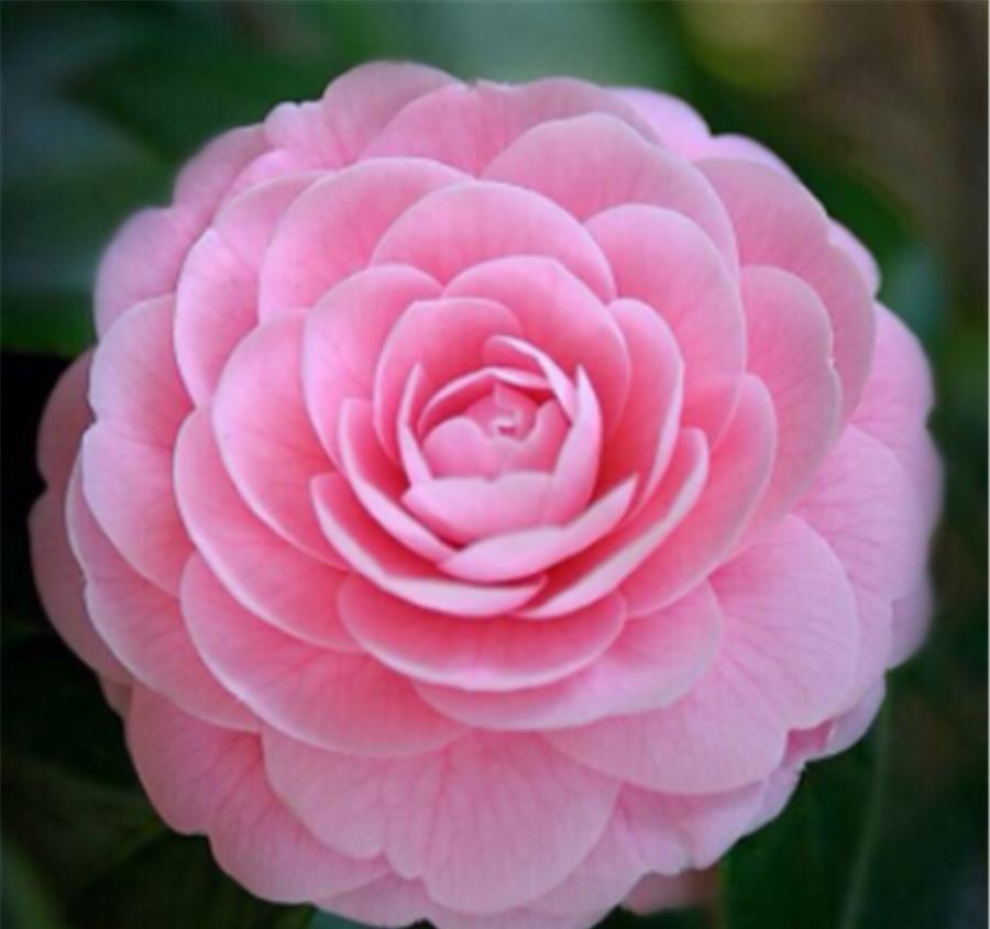 花苞|夏天养茶花,3个错误不能犯,难怪新叶发黄花苞少