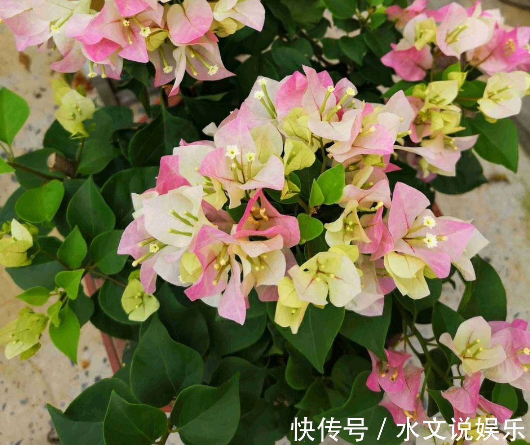 爆盆|三角梅矮化促花芽分化技巧,没事喷喷“它”,开花爆盆又造型紧凑