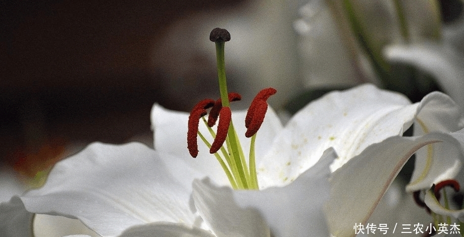 百合几只代表什么意思