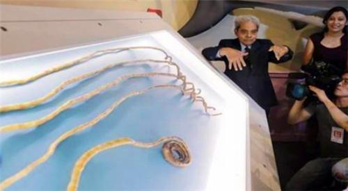 苦行僧&他66年没剪指甲,将9米长指甲捐给博物馆后,有了新的发现