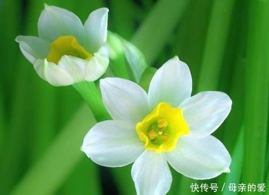喜欢养花 不如养盆 凌波仙子 水仙花 纯洁朴实 婀娜多姿 快资讯 喜欢养花 不如养盆 凌波仙子 水仙花 纯洁朴实 婀娜多姿 快资讯