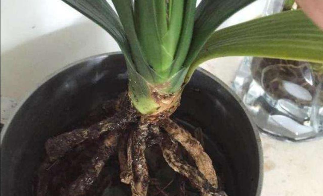 君子兰烂根不要扔,用这种方法处理,一个月长满新根