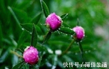 罗邺$十二首含泪写就的古诗词,妙笔生花,却很少有人读过