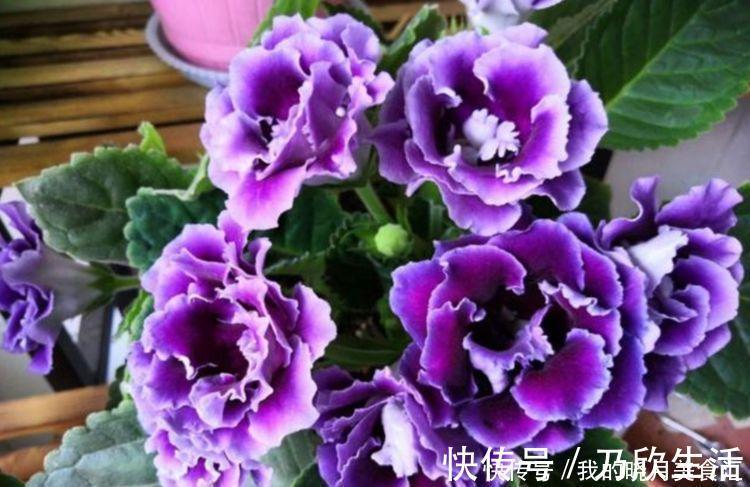 几款花卉最适合新手养殖,花大色艳,养在家中香飘满屋