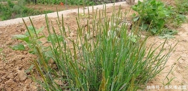 痛恨|麦田里的“小香肠”,农民对它痛恨不已,殊不知煮水能治脚气