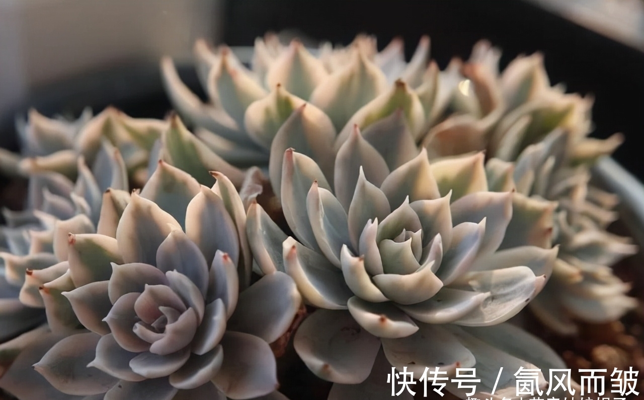 不是所有的多肉都可以叶插的,这16种叶插就很难成功,新手别费劲