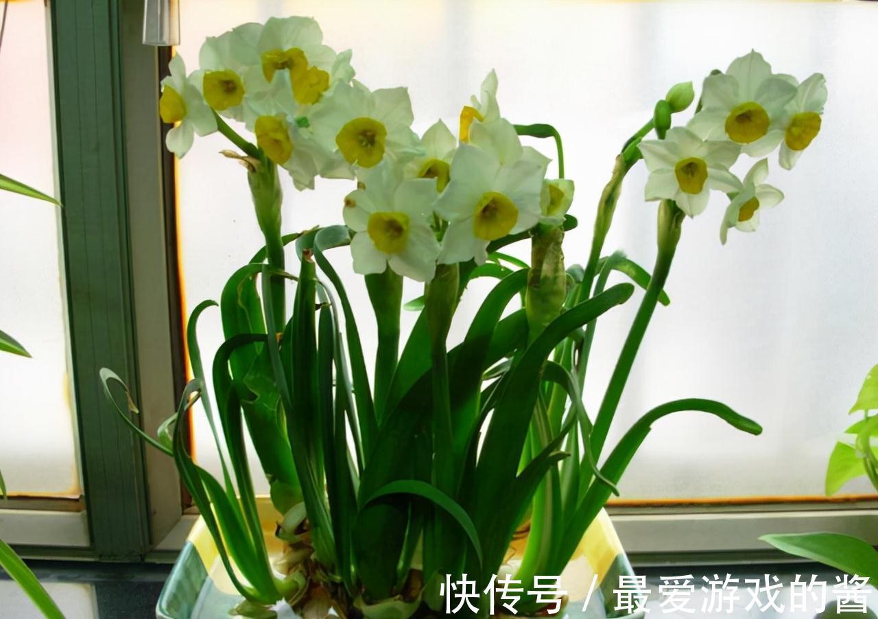 观赏价值|冬季盛开的4种花卉,越冷越开花,家中养2盆,美极了