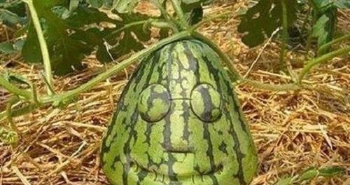 榴莲|那些“成精”的水果,忍了榴莲,忍了苹果,看到草莓这是要下蛋