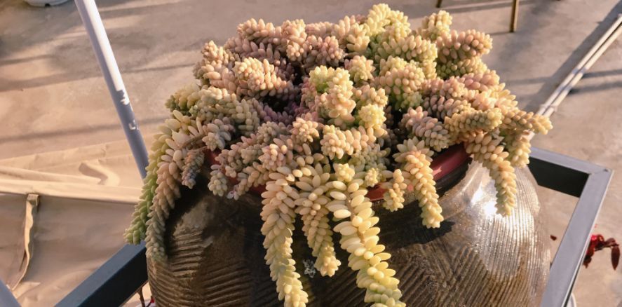 解析多肉养殖技巧:如何将玉缀“小苗”养成“瀑布”?