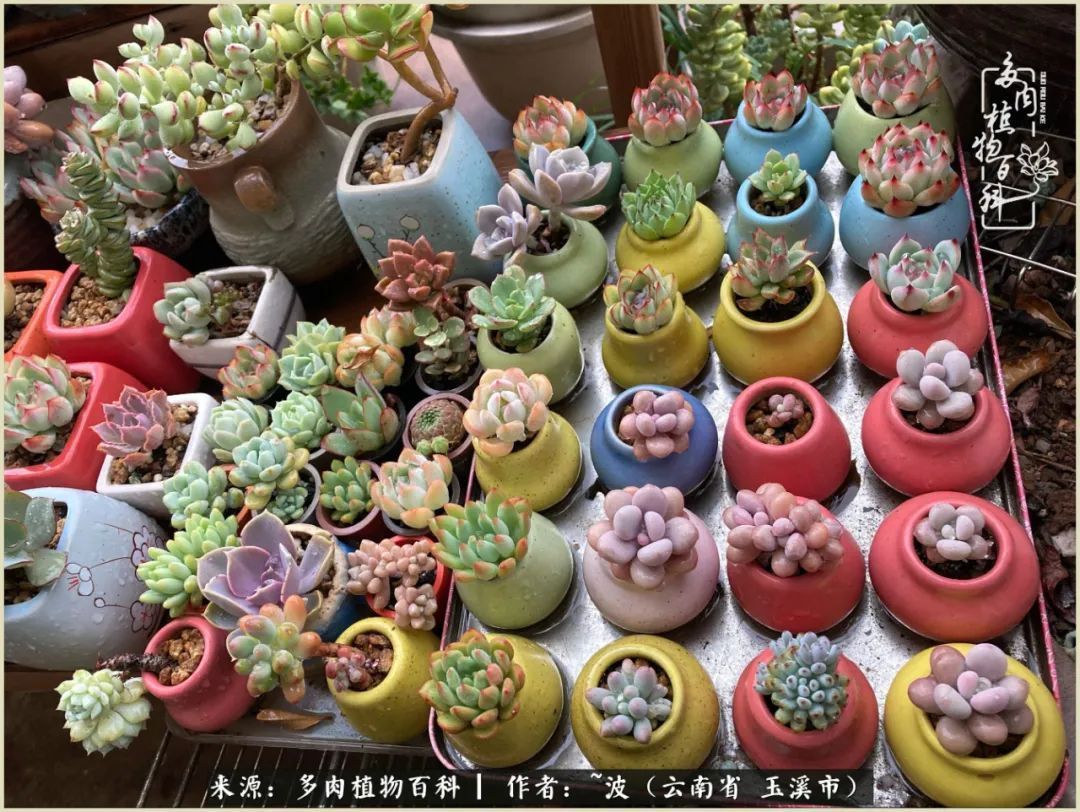 多肉|遇见即美，花事未荼蘼！种一桌子多肉，看花开花落！