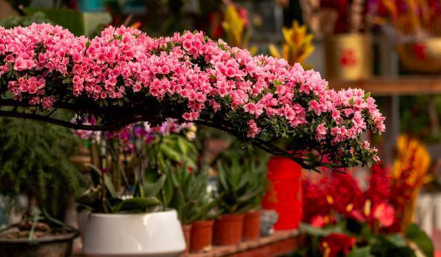 11种花一定不要再修剪，剪了影响开花，别大意