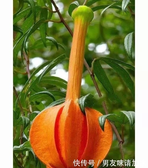 奇花、奇花、奇花、罕见奇花,赶快打开欣赏吧