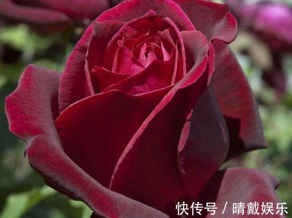 月季花有3000多个品种,此3种荣获“全世界最受欢迎月季”殊荣