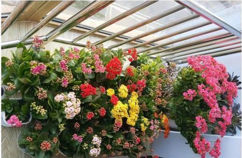  听听|给长寿花促花用磷酸二氢钾，灌根还是喷叶？听听专家怎么说！