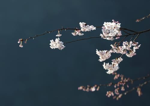 武陵源十里画廊：樱花烂漫迎客来（组图）
