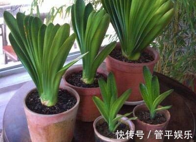 透气孔|养君子兰,有一个“小技巧”,长得叶大叶宽,花多,根系壮