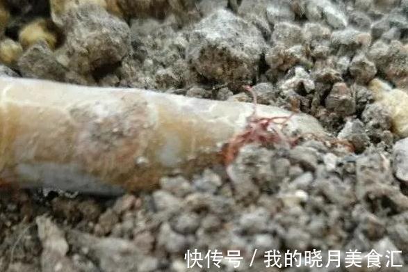 多肉长出气根怎么办,不妨将计就计,为根系打造备胎
