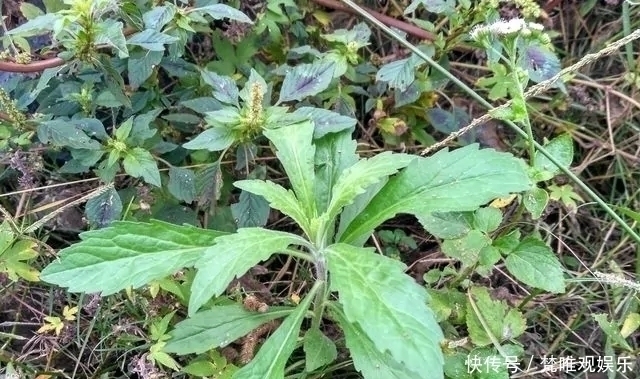 中草药|农村一种野草,农民很讨厌,却是极品中草药,止血效果非常好