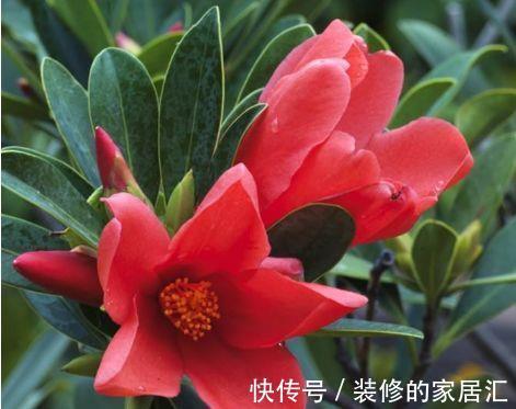 家养|从9月14日开始，家养此款花卉，花开芳香四溢，形态优雅精致