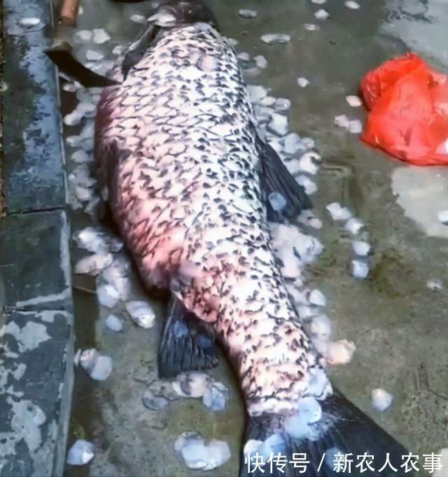 广东一男子野钓用螺蛳打窝,钓获180斤的“青鱼王”,用锄头刮鳞