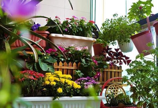 选择|同样是在阳台养花,为什么别人养的那么好,我却养一盆死一盆