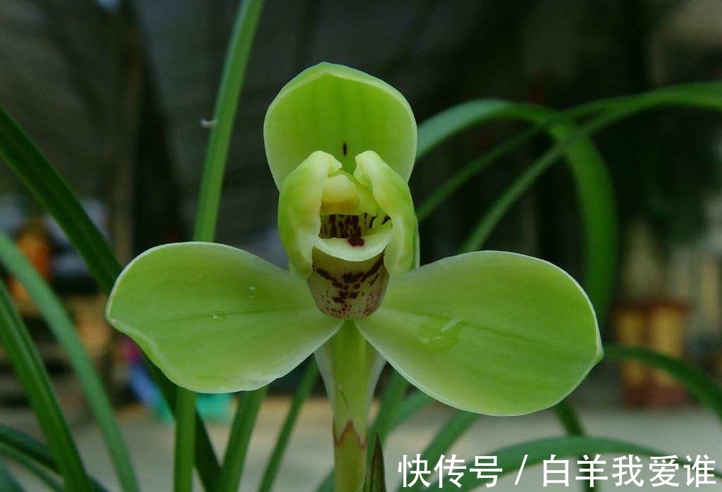 兰界“四大天王”,兰花中的佼佼者,曾价值几十万,你想拥有吗?