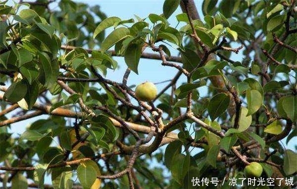 这种生长在西半球的树不能碰也不能砍,就算是看见它都要绕道走