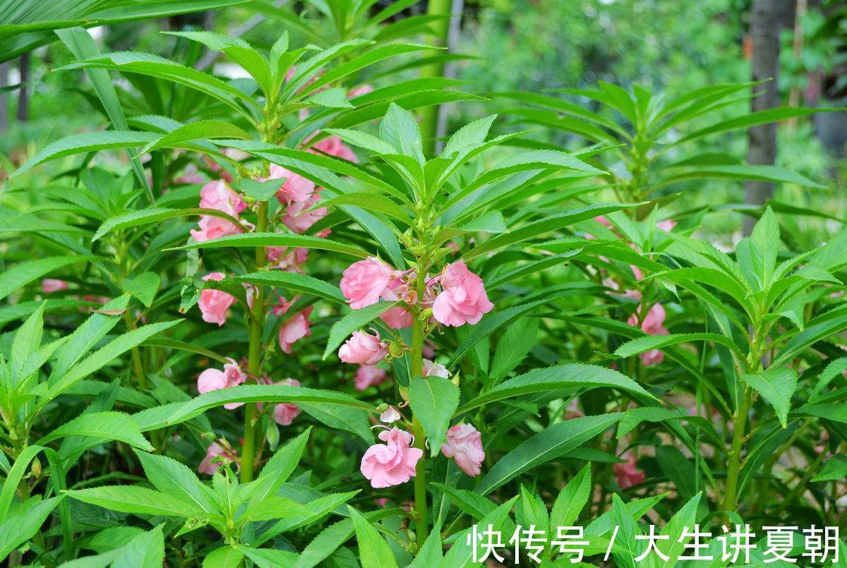 止痛|十个人九个腰疼，此野草泡水喝，活血止痛，祛风湿，痛经也不见了