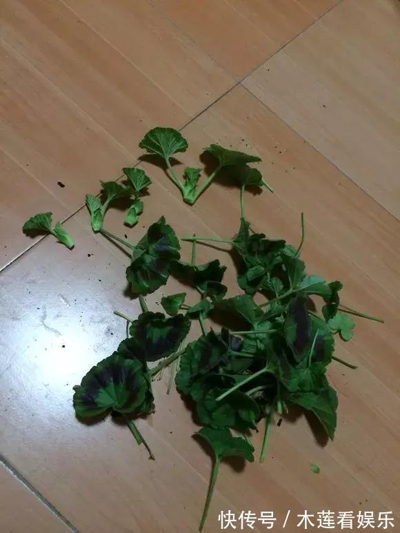 新手|1种花“人人爱”,耐旱好养,新手也能花开成球,一开300天!
