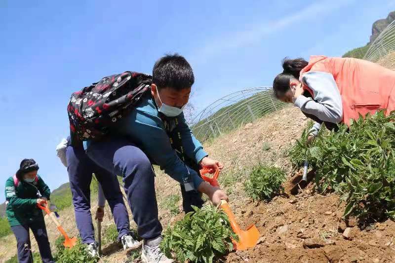 北京怀柔九渡河镇药材基地迎城里娃“游学”