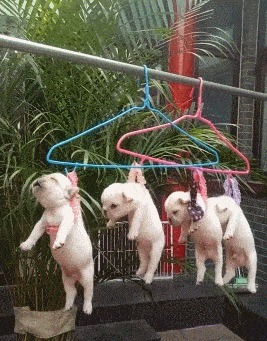 |搞笑GIF趣图：说实话，这钢琴真不错！有谁知道是什么牌子的？