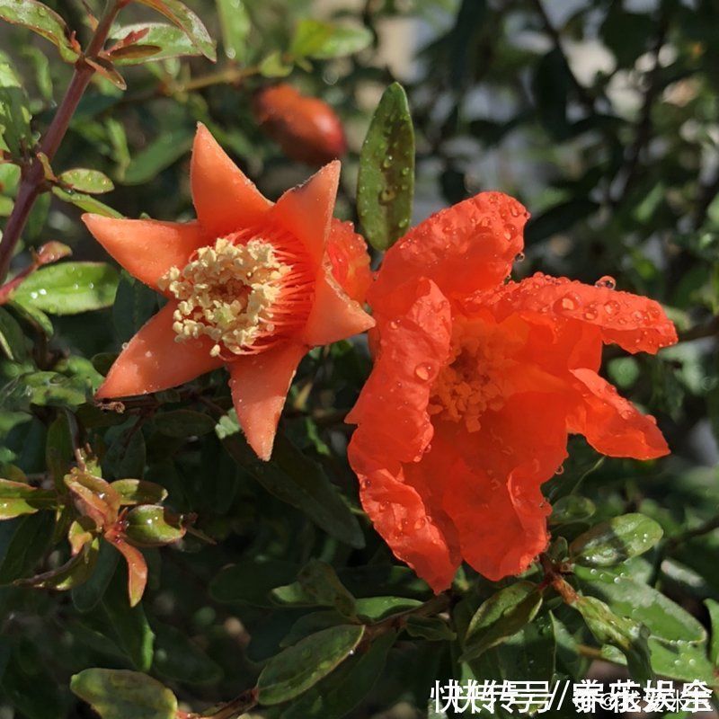 盆栽|家里养盆“招财花”，一年四季开红花结红果，“招财旺运”又红火