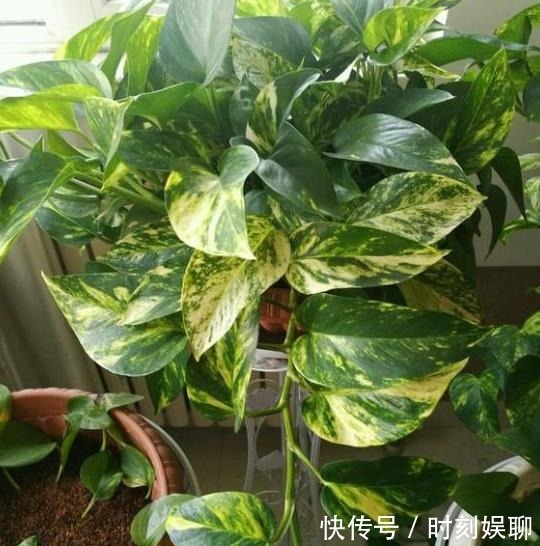 滴油|家庭养绿萝,学会最“实用”的方法,叶片绿得滴油,疯长不停