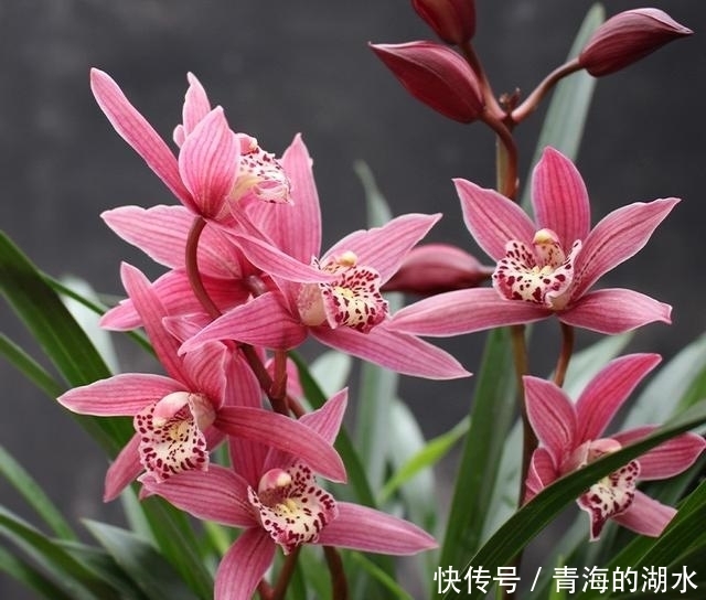 女士养兰花,首选“红满天”,花色艳丽,兰香四溢,长期有花赏!