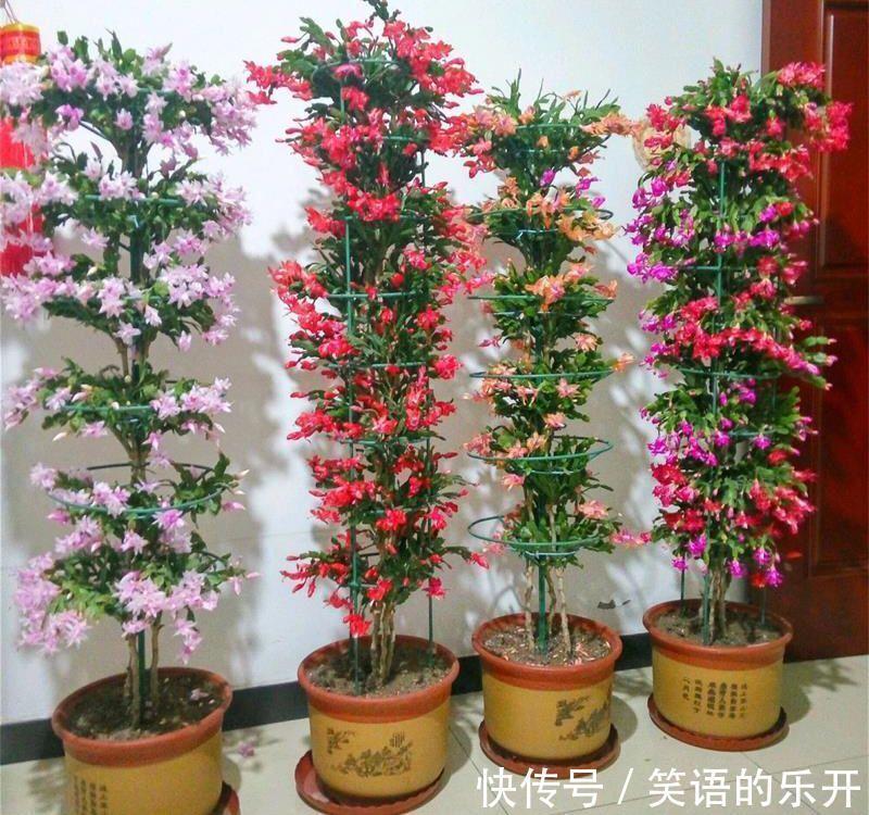 积水|适合“干养”的11种花,天冷更加要控水,不然难过冬