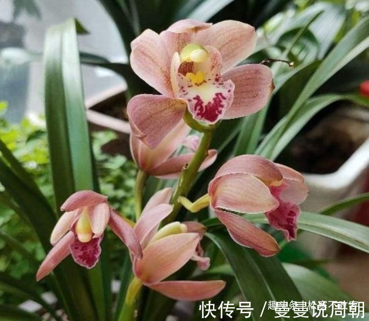 此款花卉,好养易爆盆,开出的花就跟它的名字一样多,非常壮观