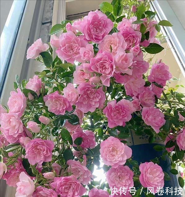 分享11种“健康花”,好看又“养人”,医生护士都爱养