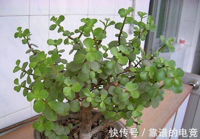 玉树不用施肥，对着枝叶3天喷洒一次尿，1月蹭蹭长成老桩