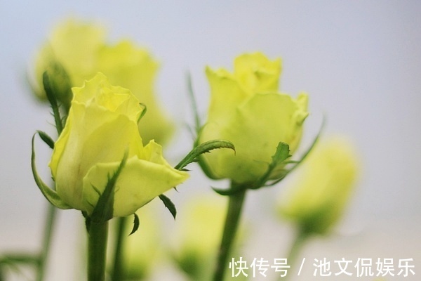 喜欢菊花,不如养盆绿玫瑰,花开碧绿如玉,寓意爱情,妩媚妖娆!