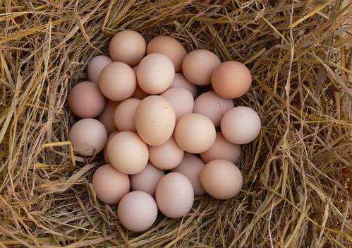 鸡蛋不能放入冰箱保存，只因含有致病菌？2个保存小技巧不用担心