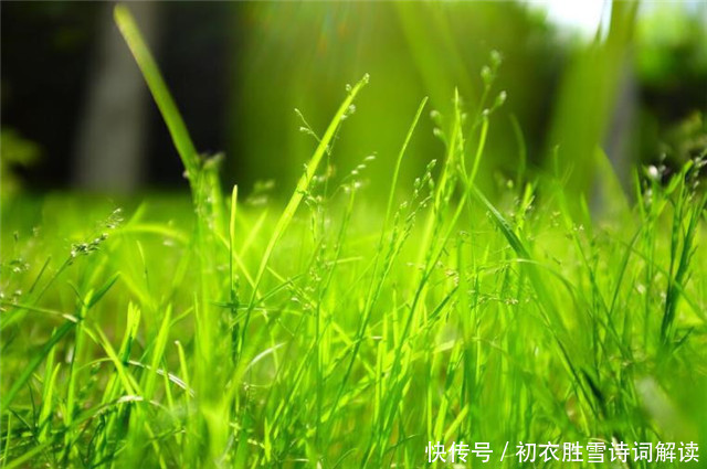 春草@赏读李煜《别来春半》,落花如雪,春草如愁,离恨如水