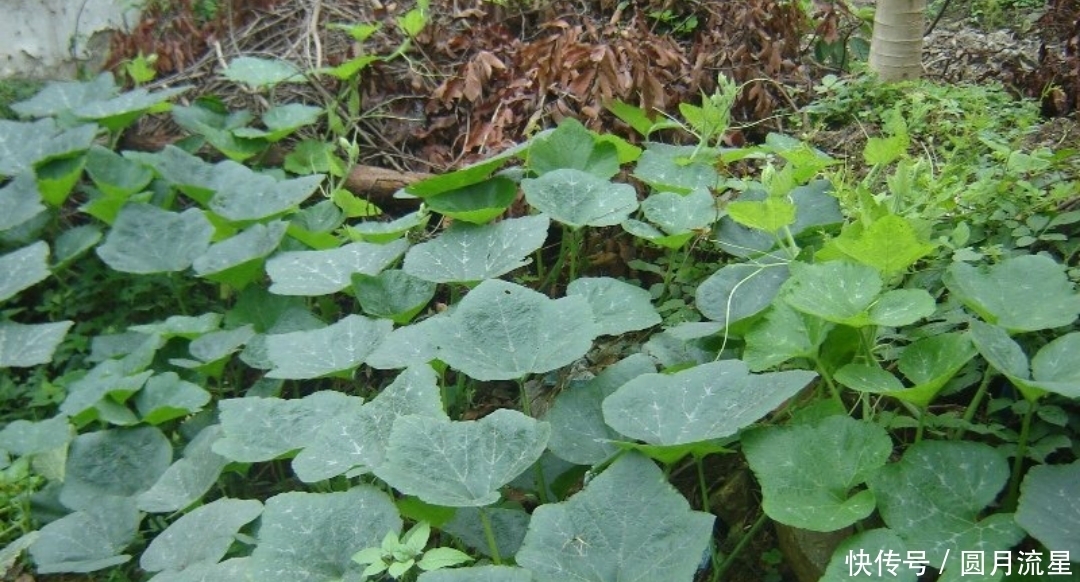 农村|农村喂猪的野菜,预防贫血,排毒养颜,功效多多,你认识吗
