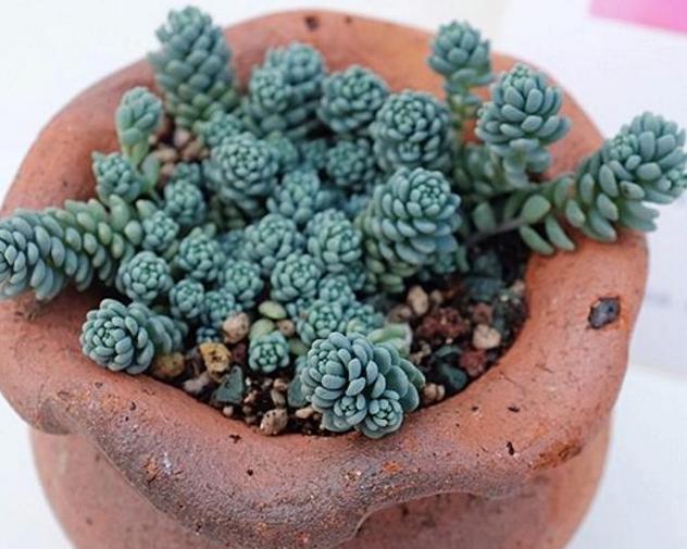 早知道多肉“叶插”是这样,我也不至于都养死,花了太多冤枉钱