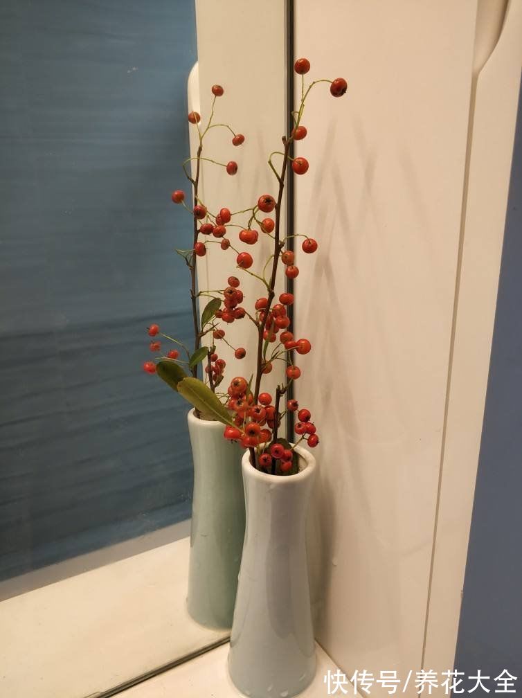 过年都在扎堆买的年宵花,先别急着跟风,先了解下好不好养