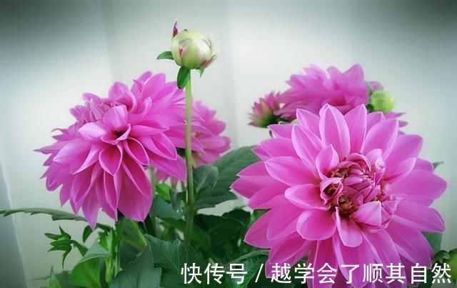牡丹|此花是世界名花，美丽不输牡丹，开花勤快，养护简单，是盆栽佳品
