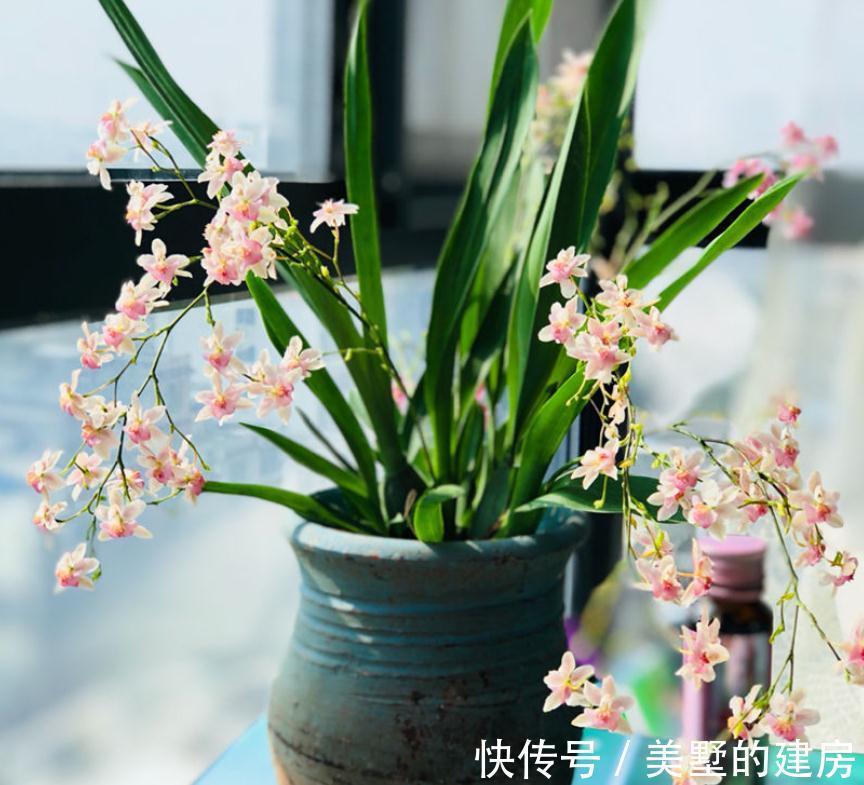 兰花中的“战斗鸡”，同时开花几百朵，满屋子都是奶香气