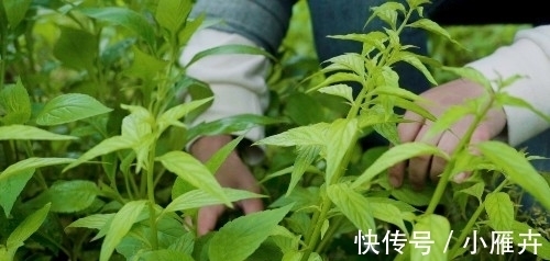 家乡|香草：不只是一种珍贵的野草，更是刻骨铭心的乡愁和最美家乡味道